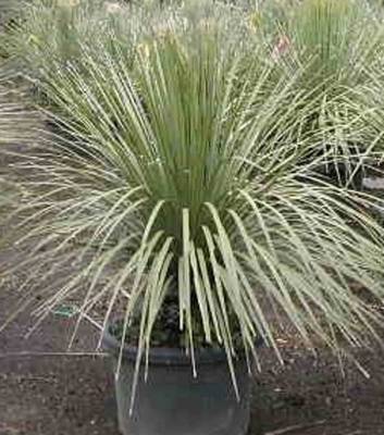 DASYLIRION SERRATIFOLIUM